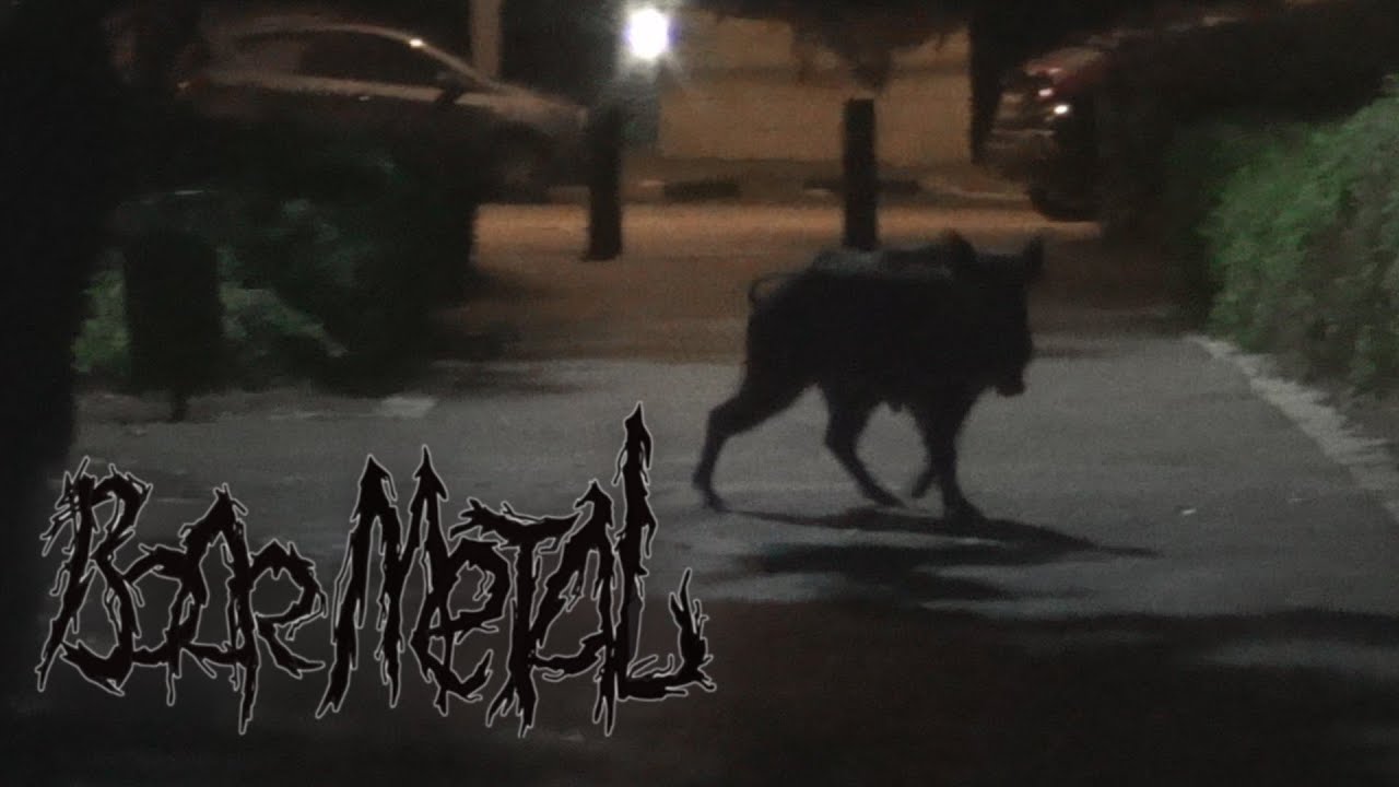 Boar metal